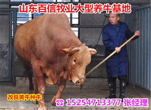 平武生態(tài)養(yǎng)牛場 探索綠色循環(huán)的現(xiàn)代牲畜飼養(yǎng)新模式